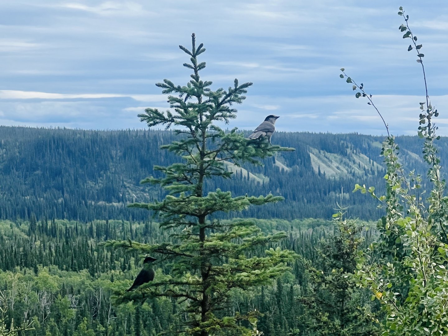 Canada Jays - Alaska