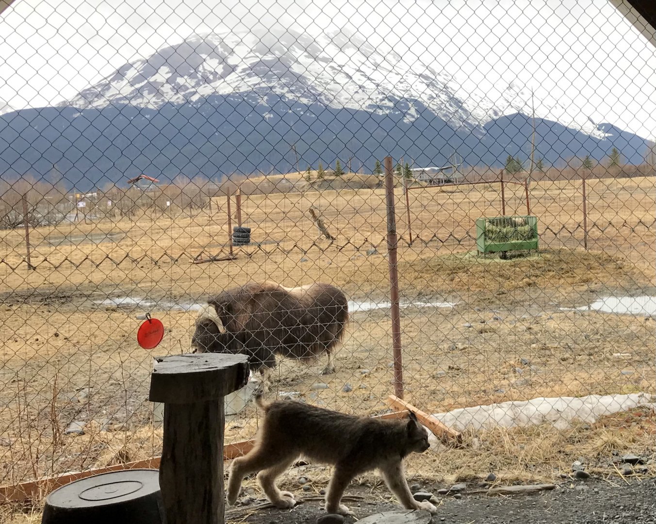 Canada Lynx and Muskox