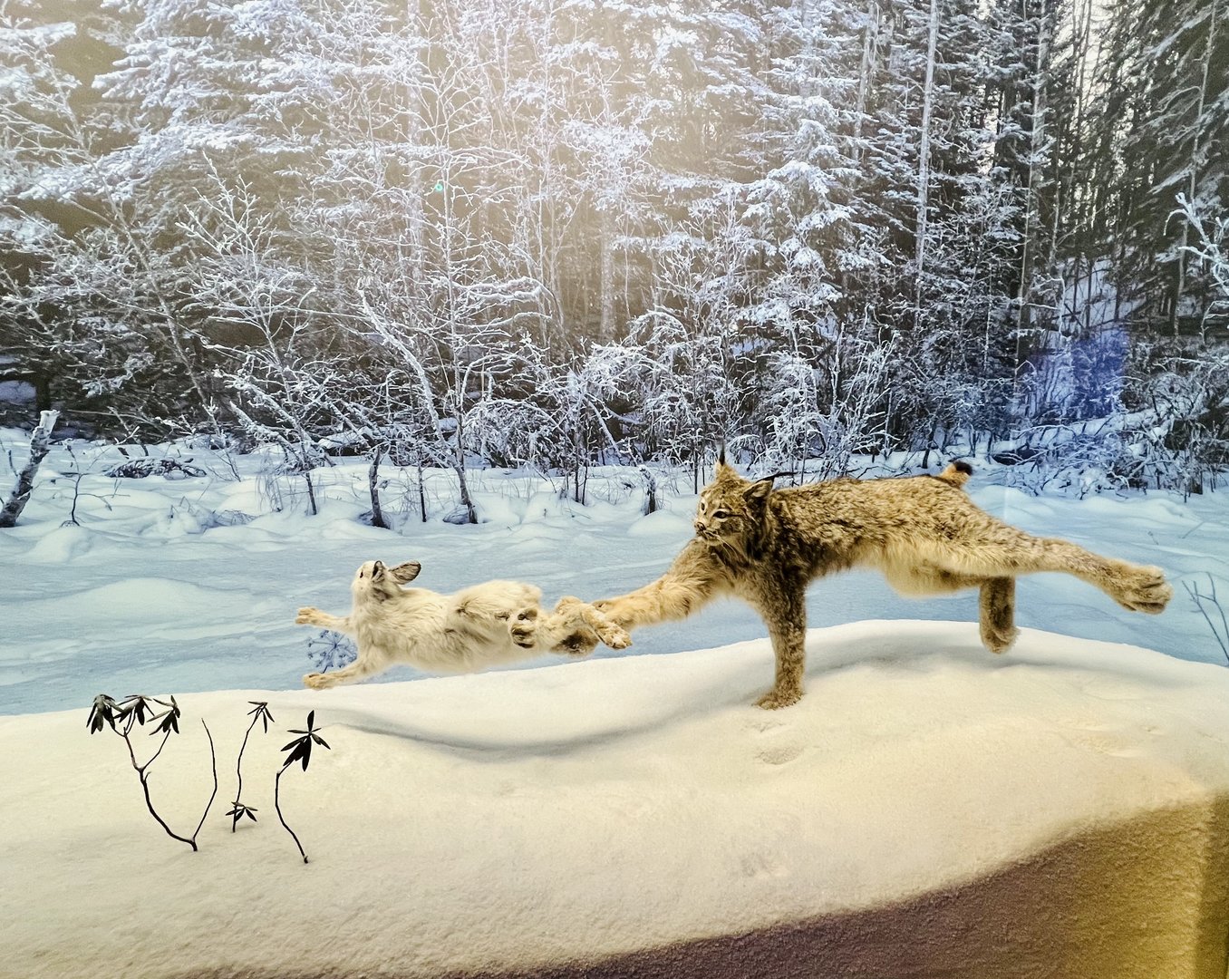 Canada Lynx and Snowshoe Hare