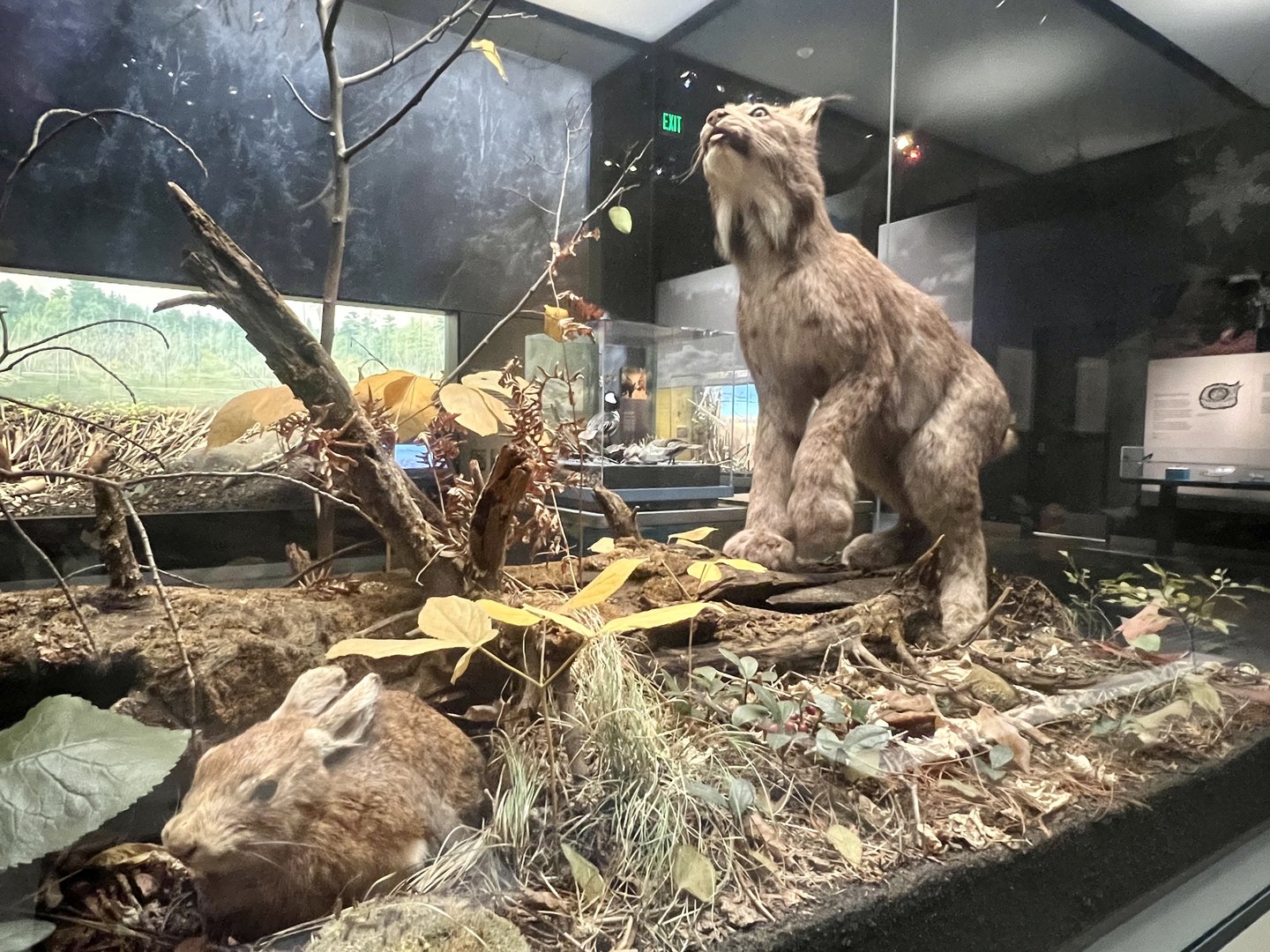 Canada Lynx and Snowshoe Hare