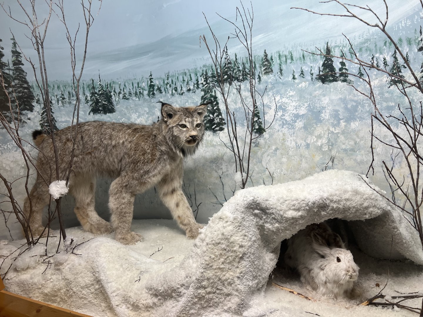 Canada Lynx and Snowshoe Hare
