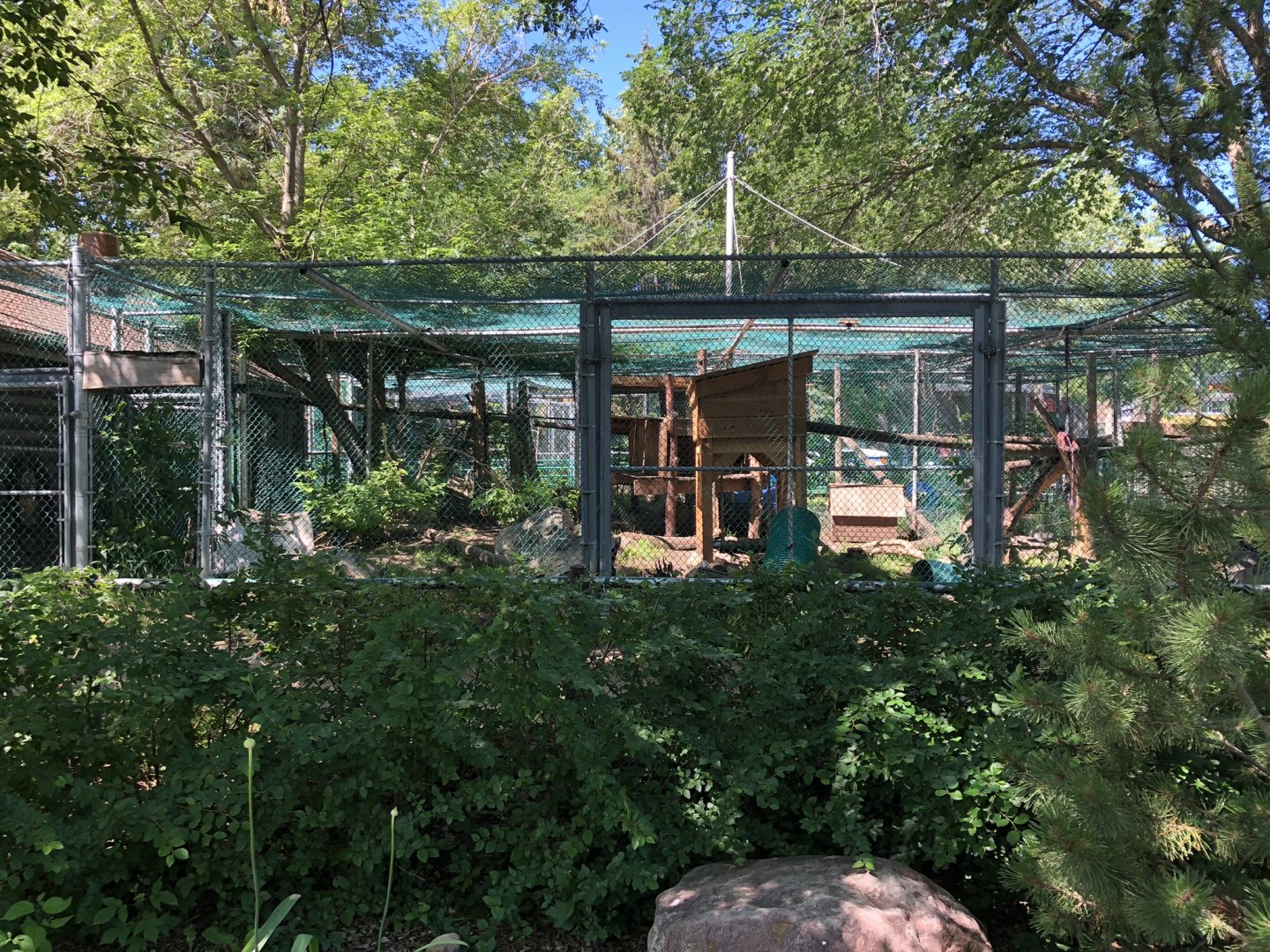 Canada Lynx at Edmonton Valley Zoo (July 2022)