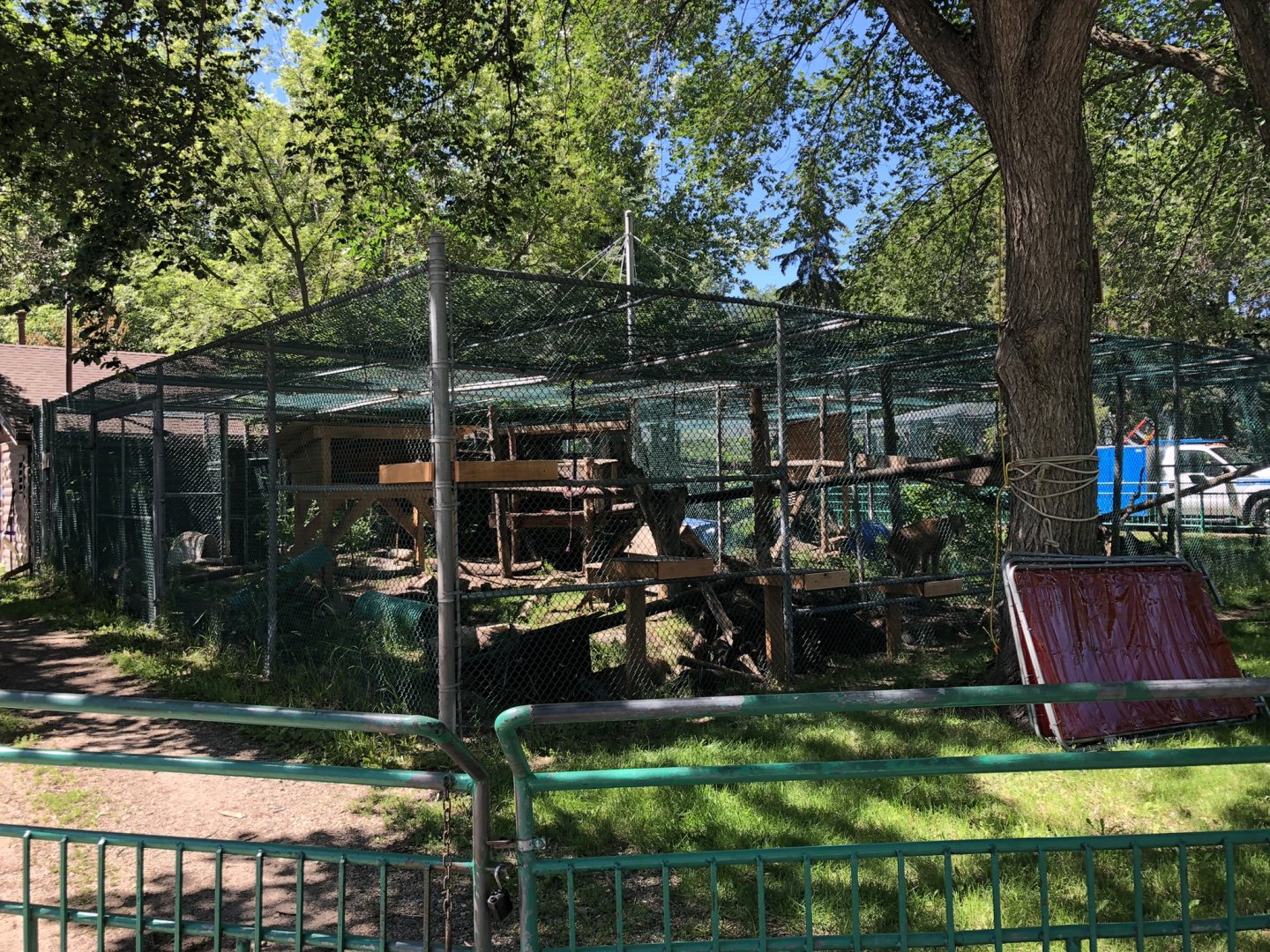 Canada Lynx at Edmonton Valley Zoo (July 2022)