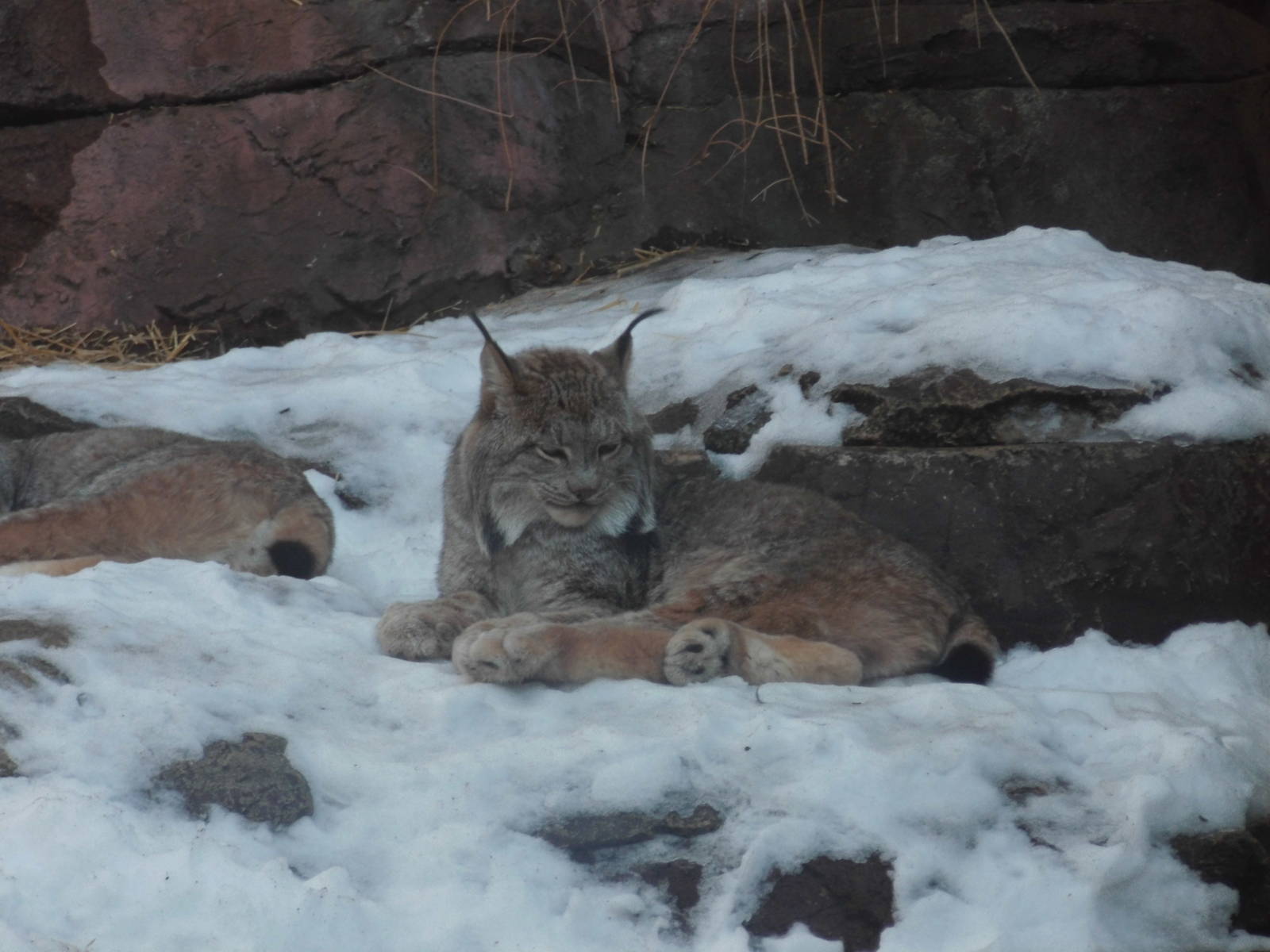 Canada lynx at Philadelphia zoo 2015-03-08