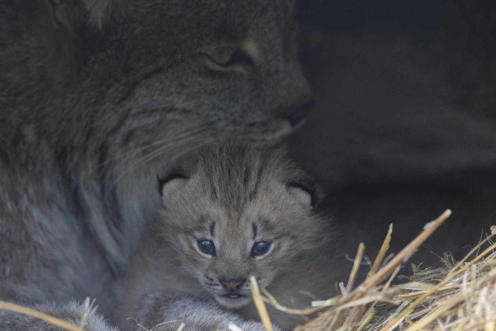 Canada Lynx (Closeup)