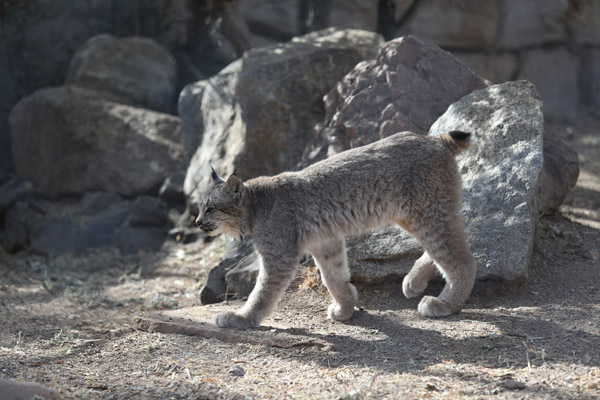 canada lynx cub