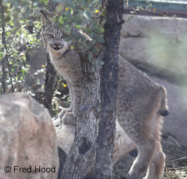 canada lynx cub