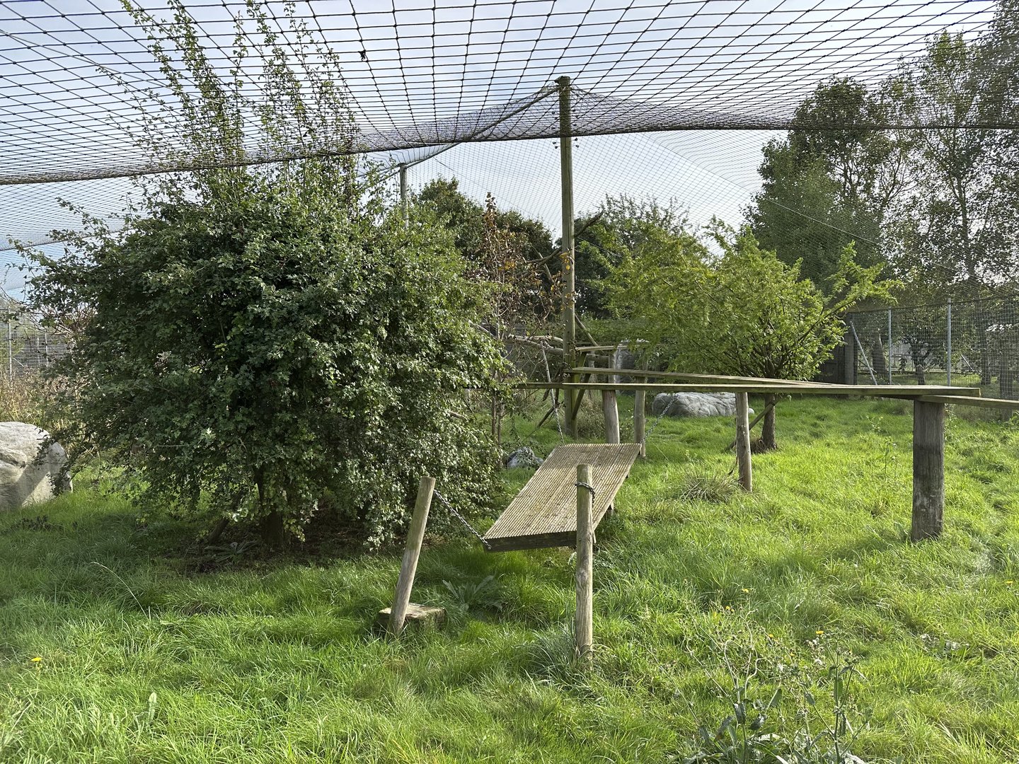 Canada Lynx Enclosure at Hamerton Zoo Park (October 2023)