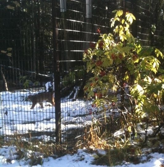 Canada Lynx enclosure