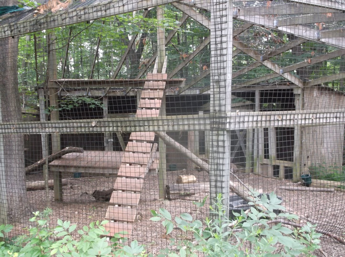 Canada lynx enclosure