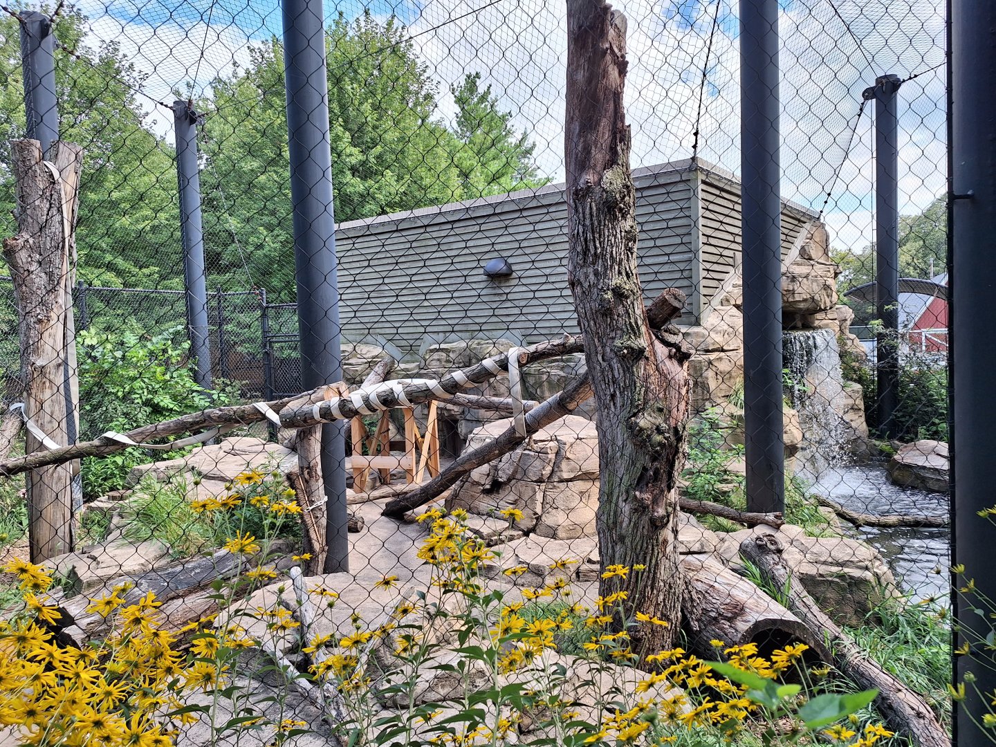 Canada Lynx enclosure