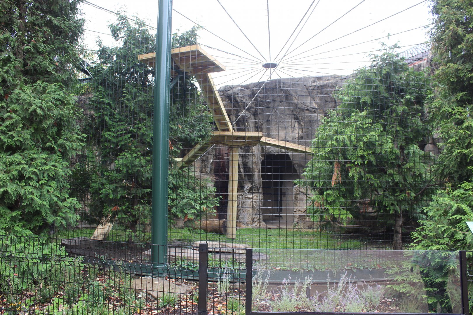 Canada Lynx Exhibit #1 - Pepper Family Wildlife Center
