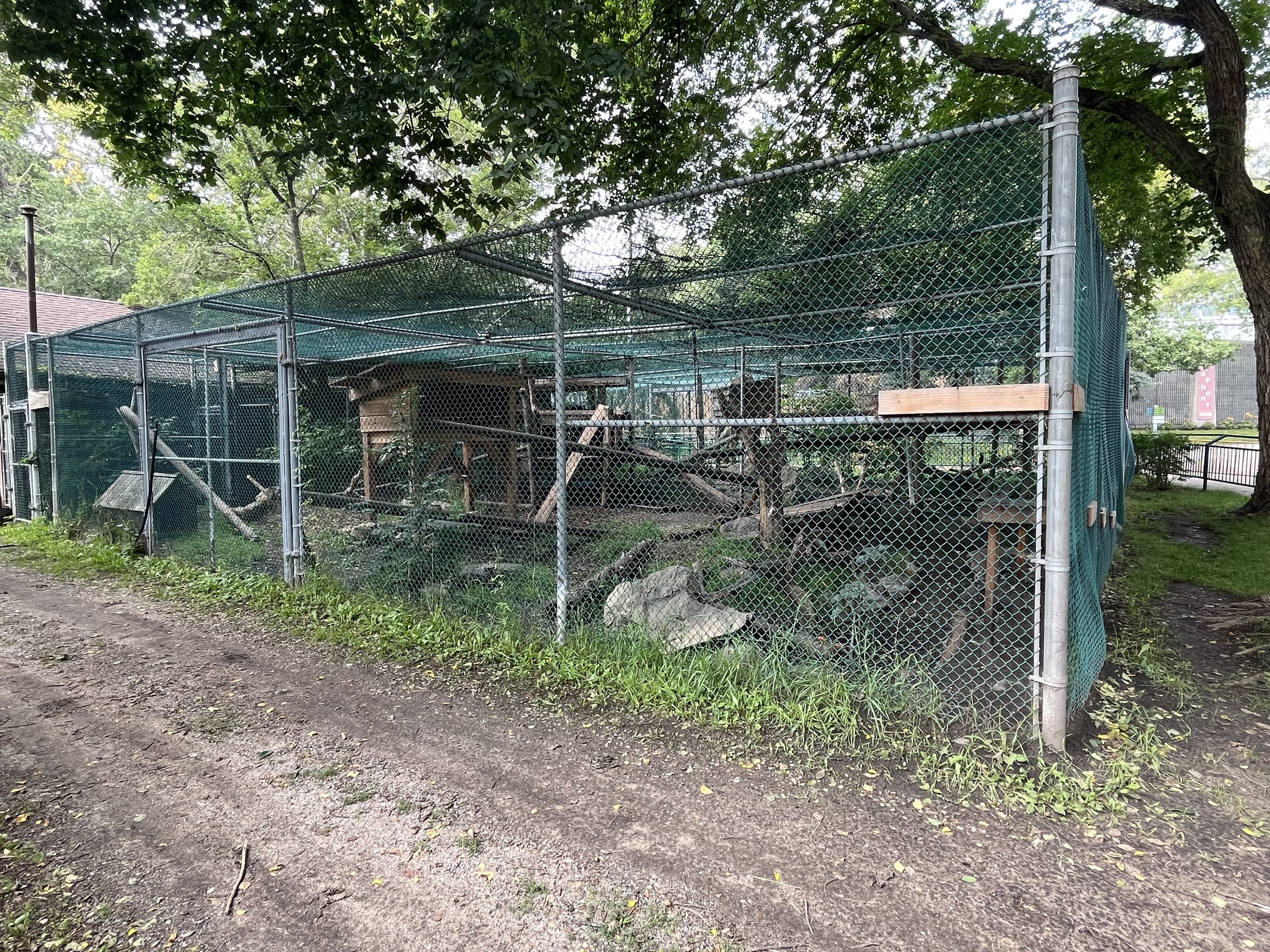 Canada Lynx Exhibit #1