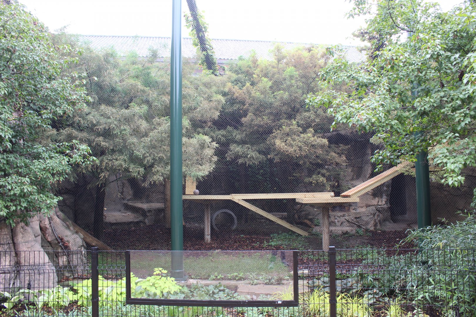 Canada Lynx Exhibit #2 - Pepper Family Wildlife Center