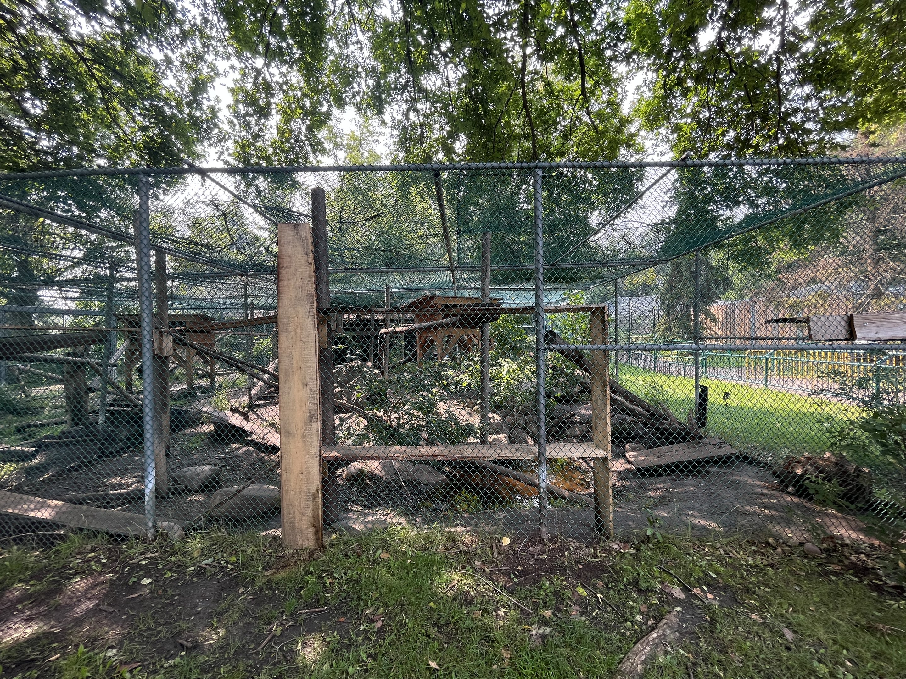 Canada Lynx Exhibit #2