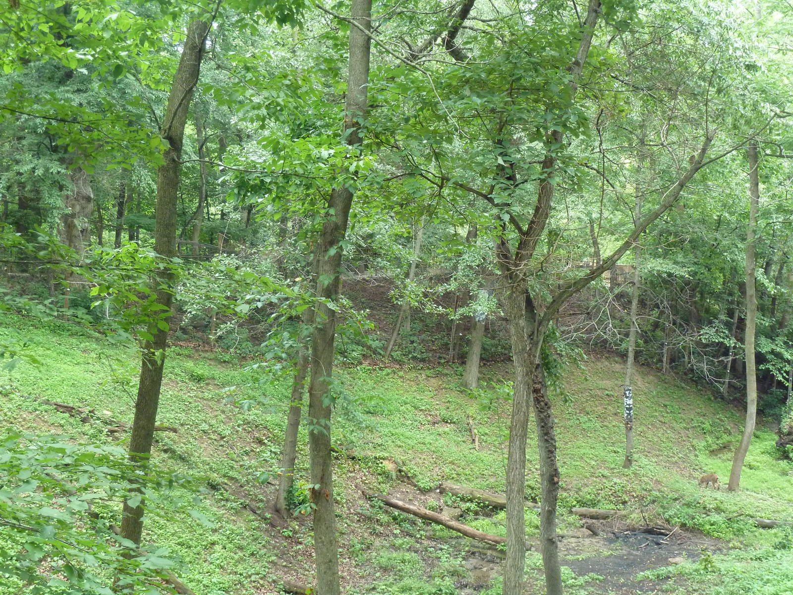 Canada Lynx Exhibit (cat is near the bottom-right corner)