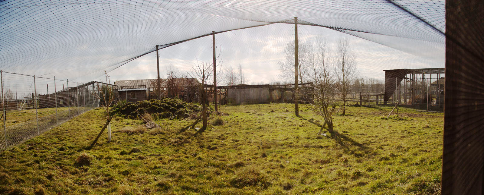 Canada lynx exhibit : Hamerton : 07 Mar 2015
