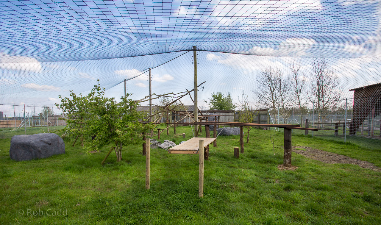 Canada lynx (exhibit) : Hamerton : 26 Apr 2015