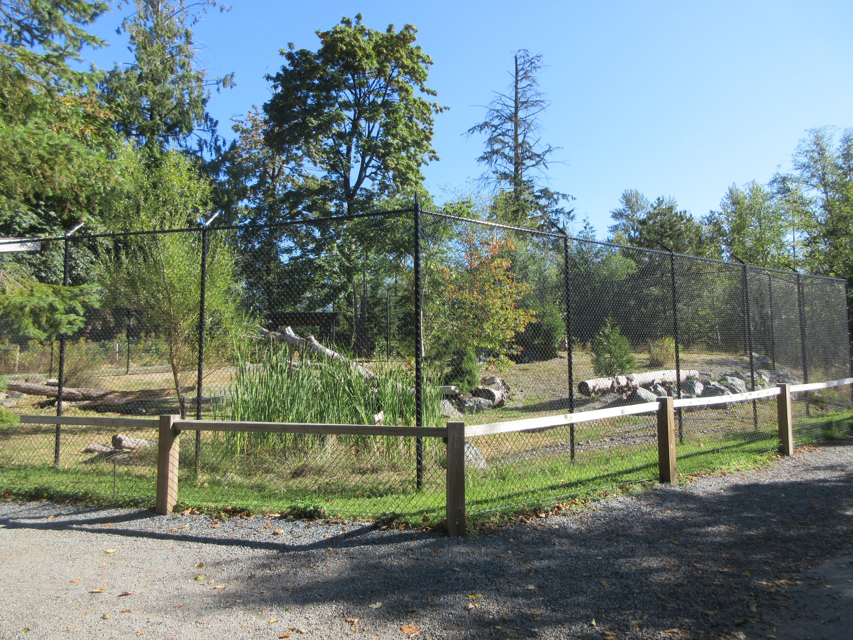 Canada Lynx Exhibit (New in 2019)