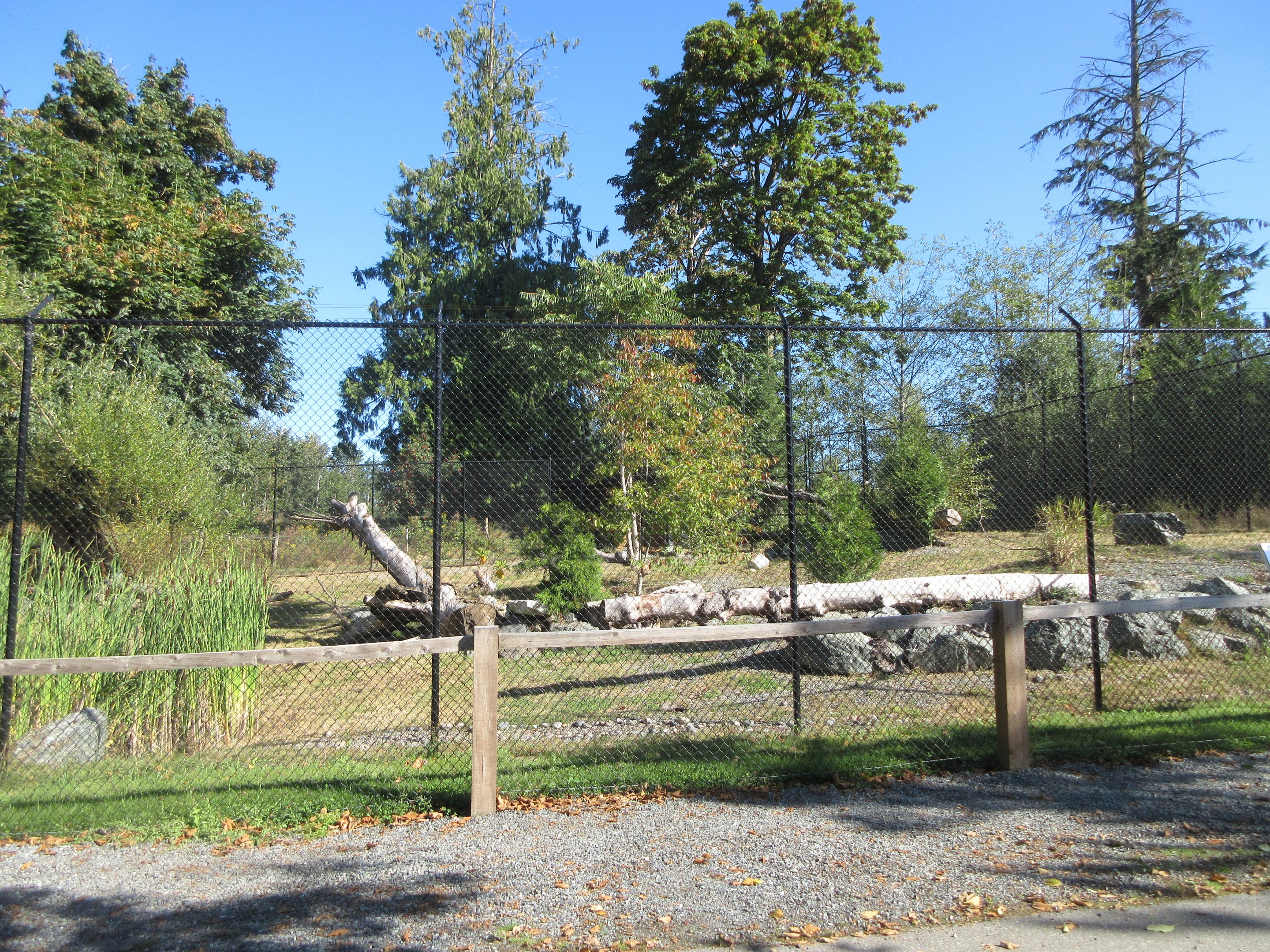 Canada Lynx Exhibit (New in 2019)