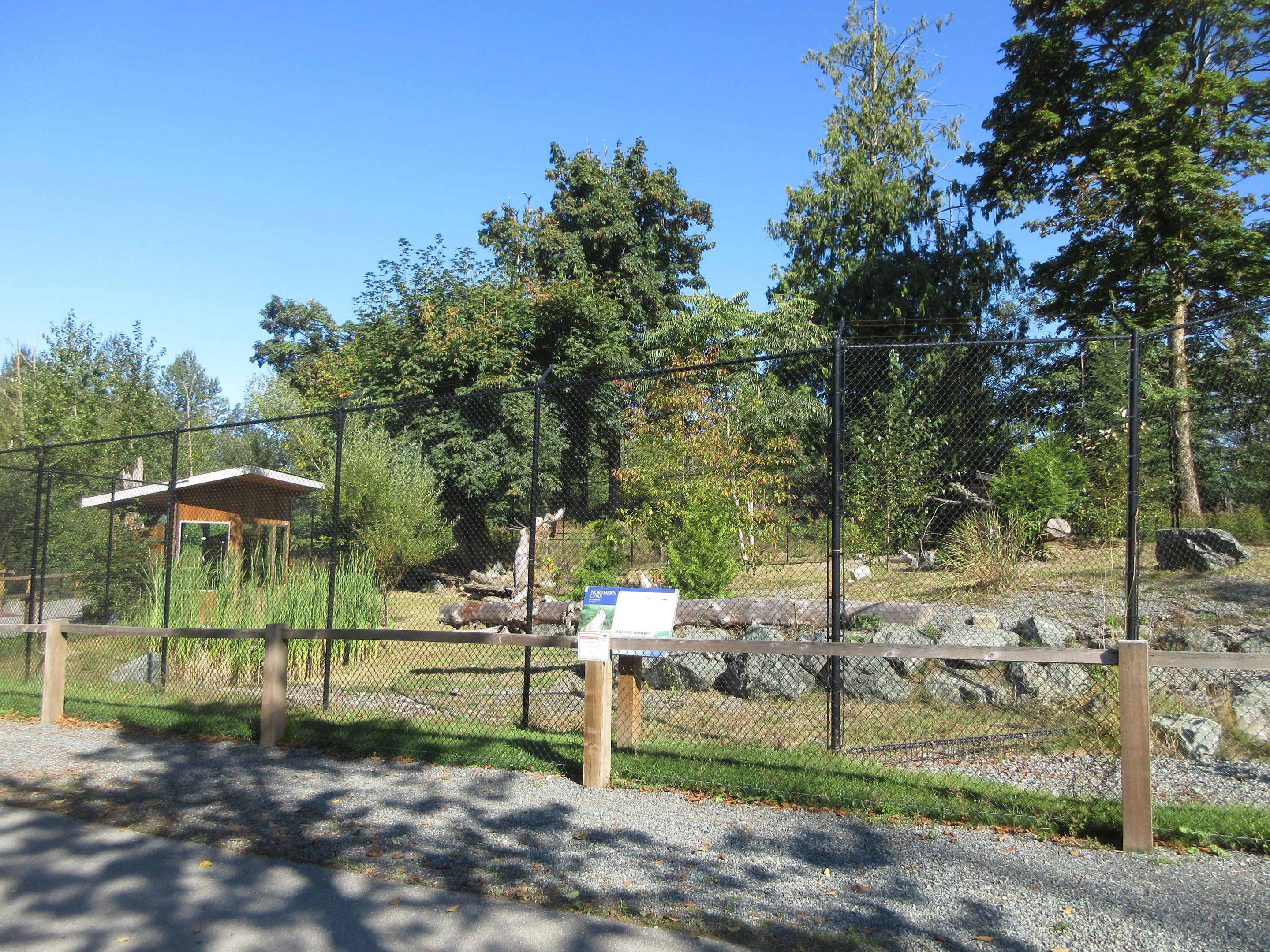 Canada Lynx Exhibit (New in 2019)