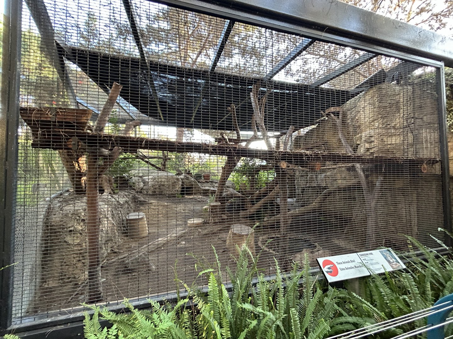 Canada Lynx Exhibit - Polar Plunge