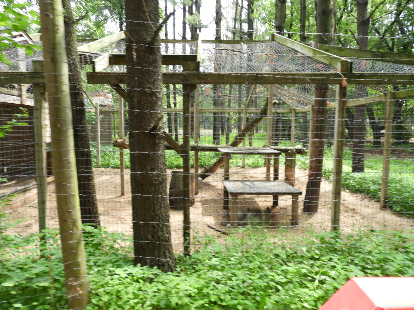 Canada Lynx exhibit - Wilderness Trail - Animal Gardens Petting Zoo
