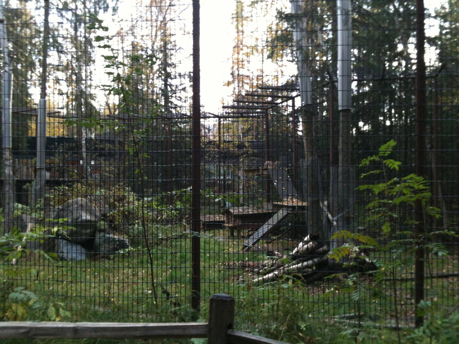 Canada Lynx Exhibit