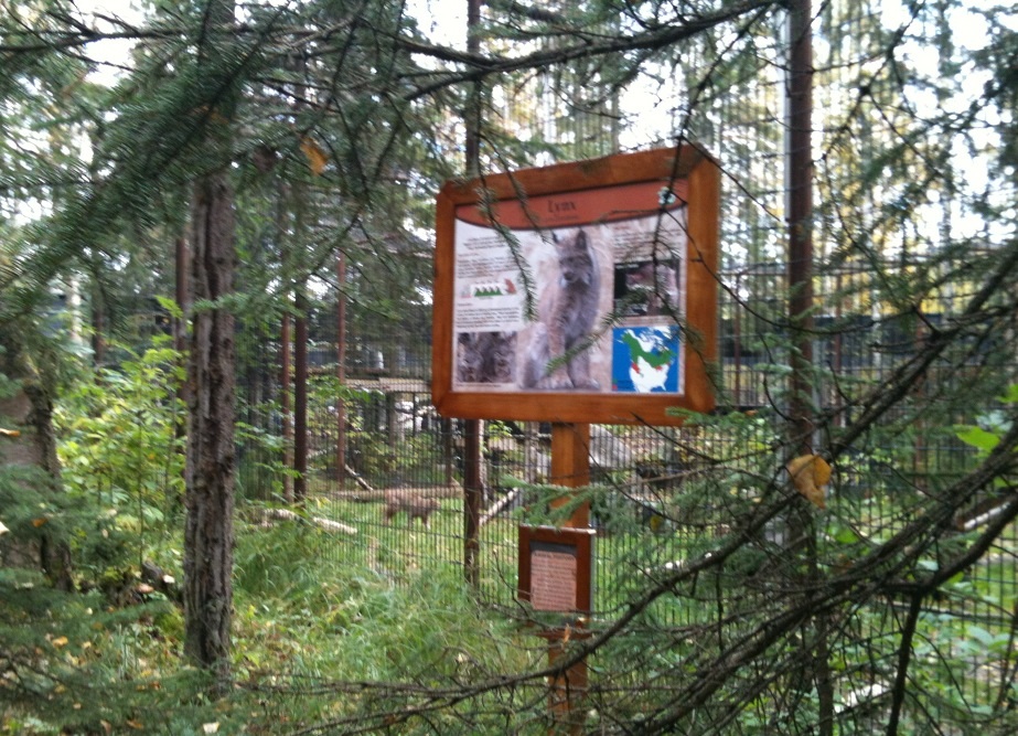 Canada Lynx Exhibit