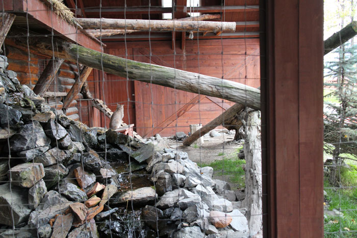 Canada lynx exhibit