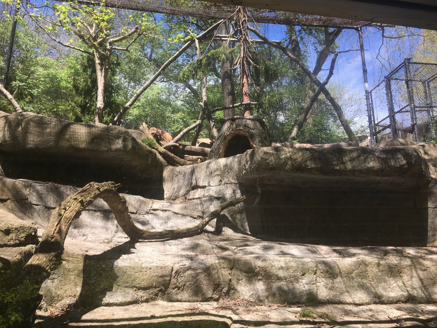 Canada lynx exhibit