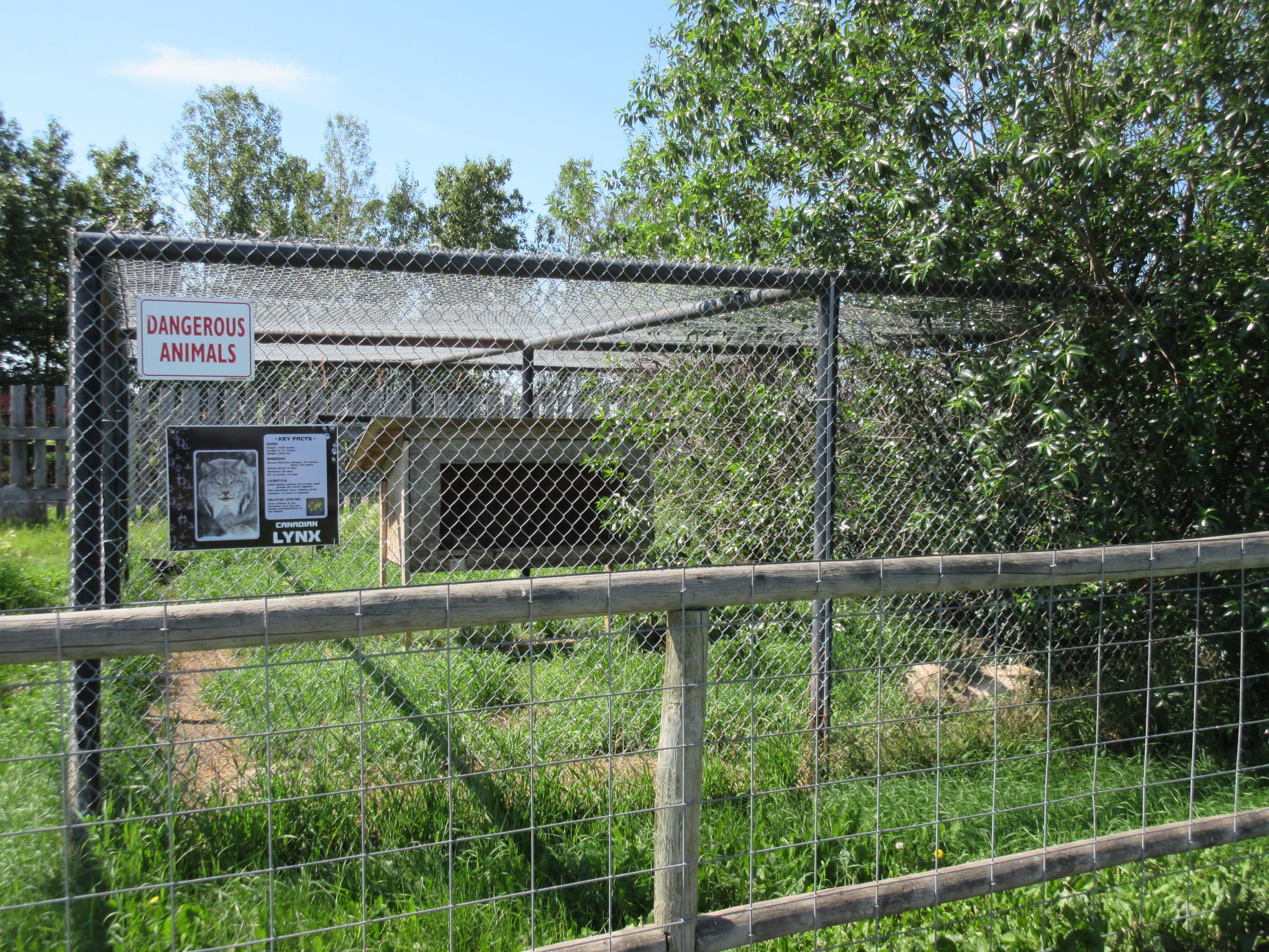 Canada Lynx Exhibit