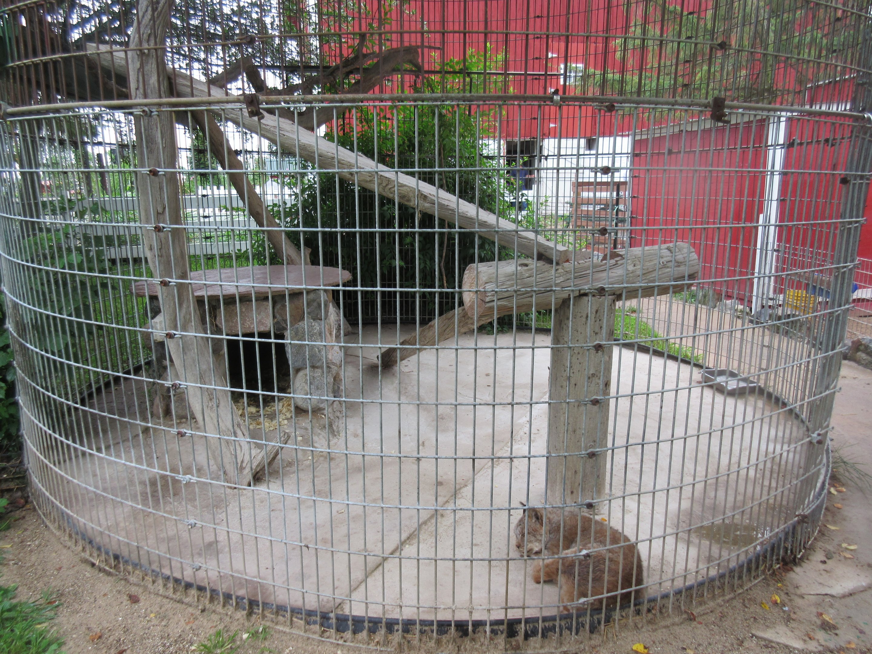 Canada Lynx Exhibit