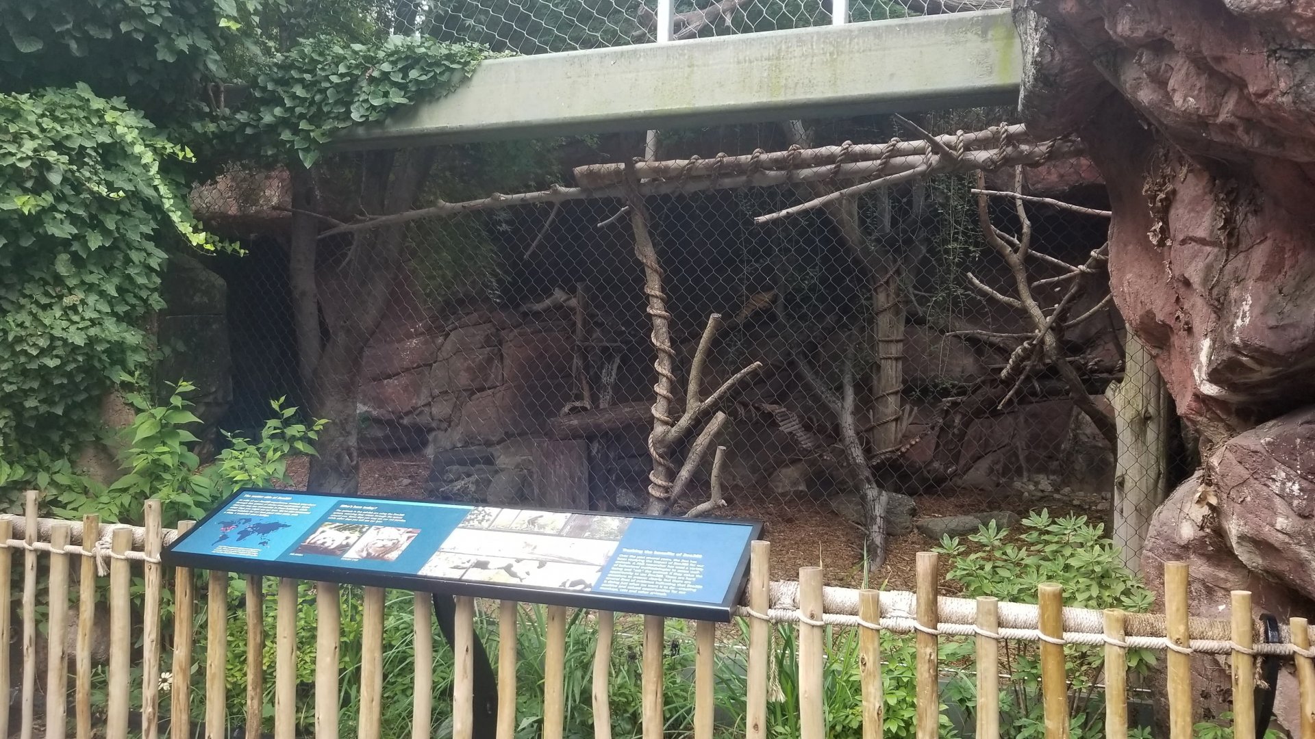 Canada Lynx exhibit