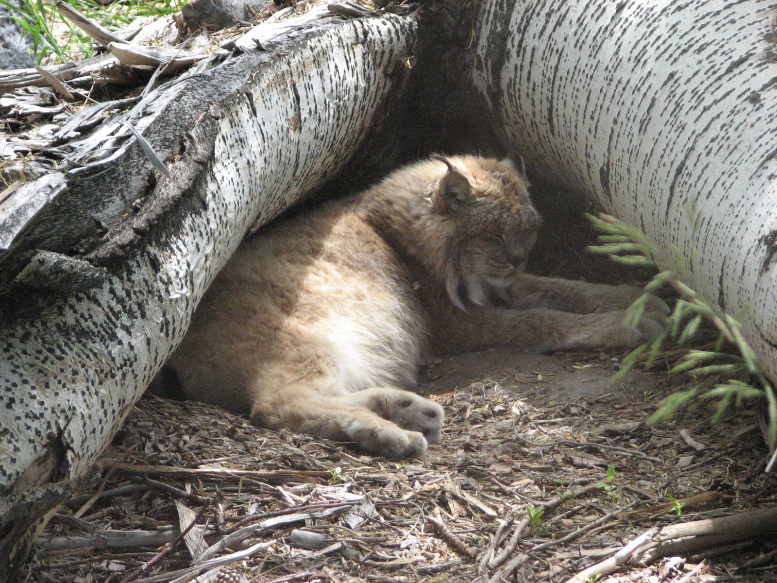 Canada Lynx Exhibit