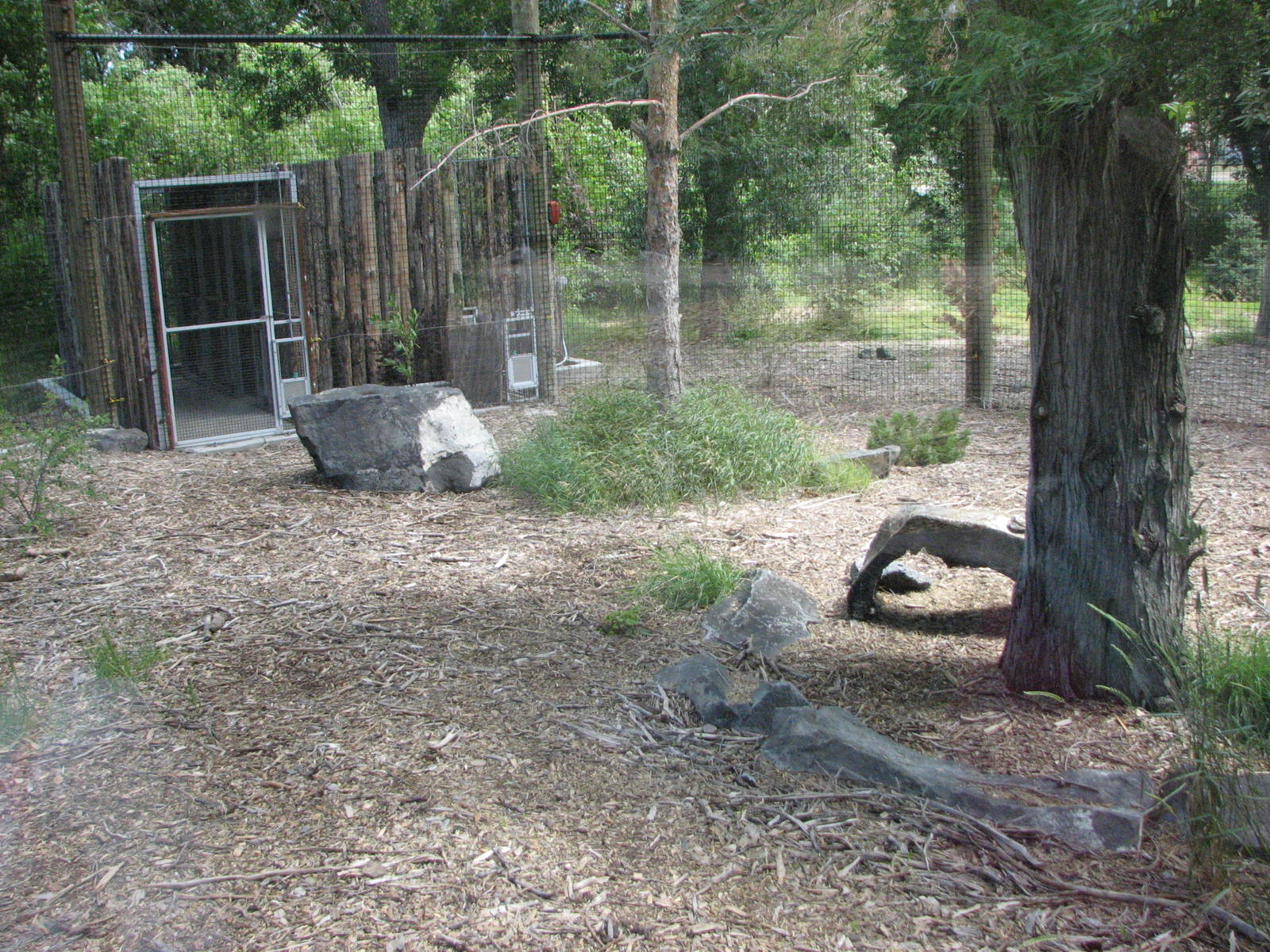 Canada Lynx Exhibit