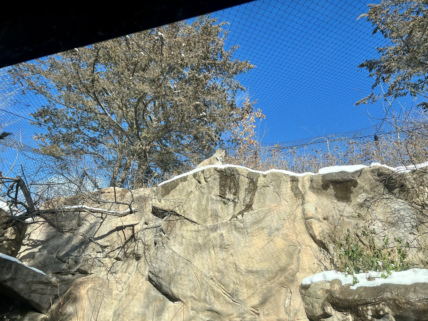 Canada Lynx Exhibit