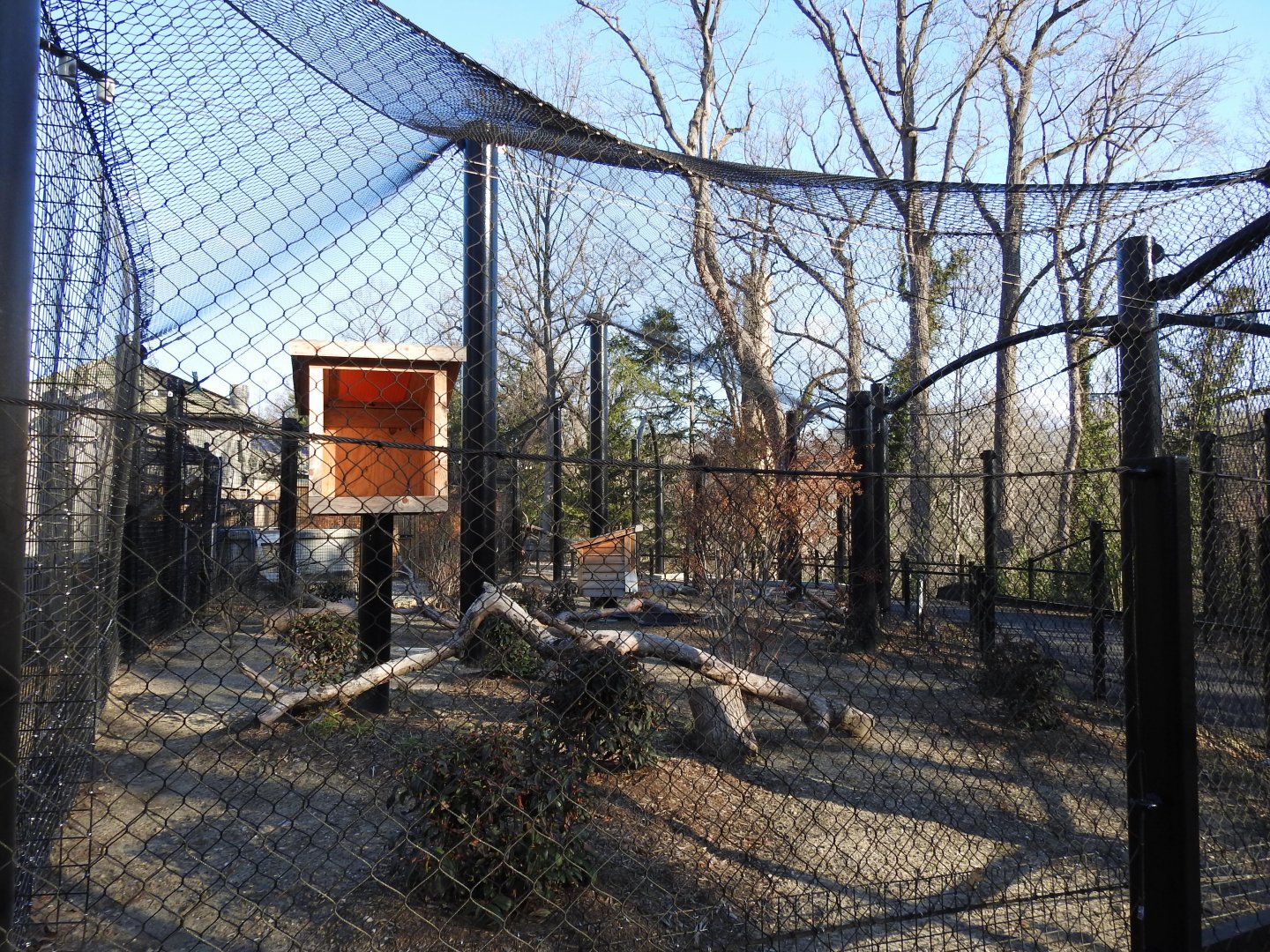 Canada Lynx Exhibit