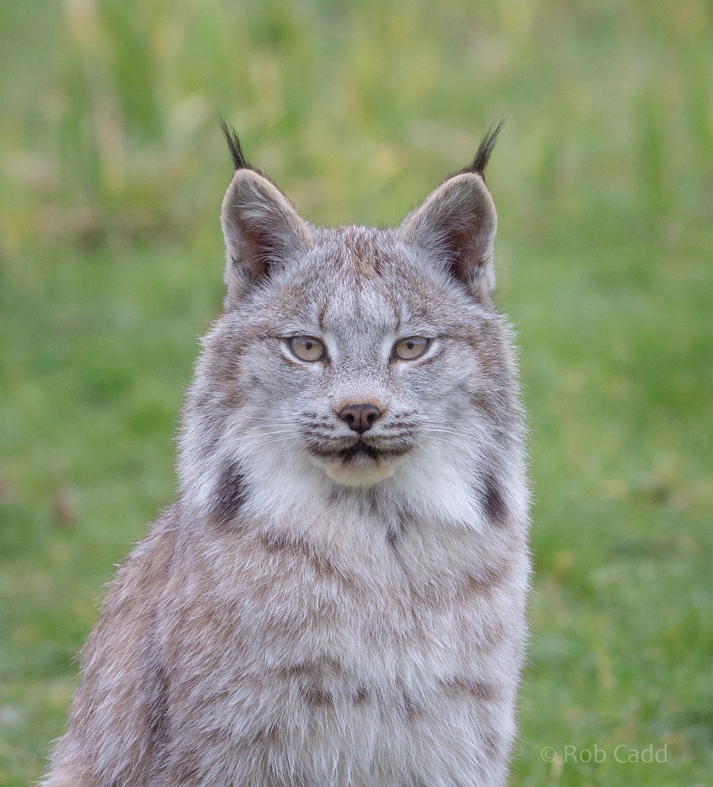 Canada lynx : Hamerton : 01 Apr 2018
