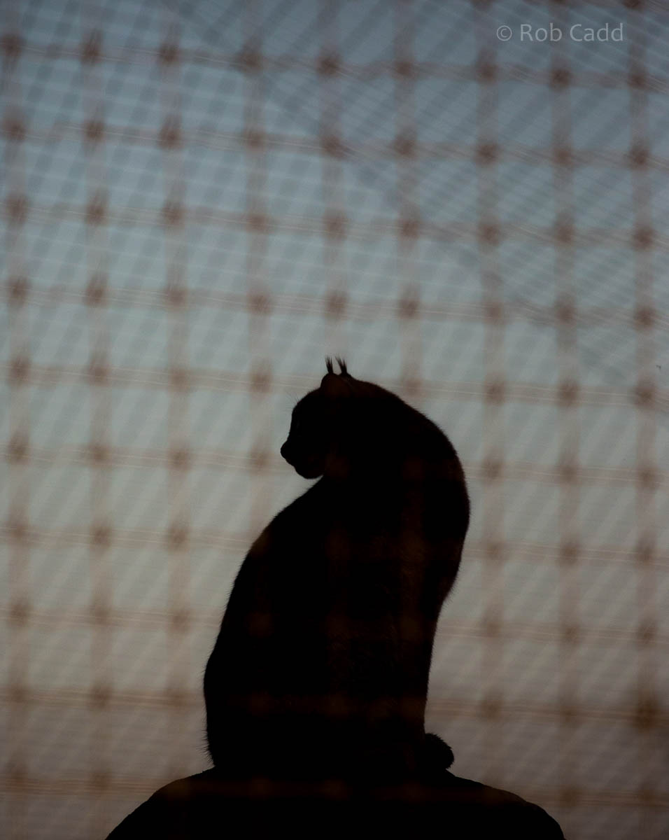 Canada lynx : Hamerton : 01 Nov 2015