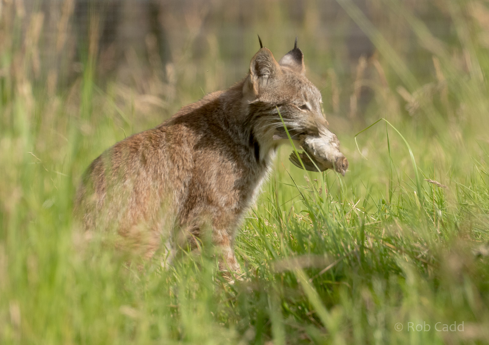 Canada lynx : Hamerton : 03 Jul 2016