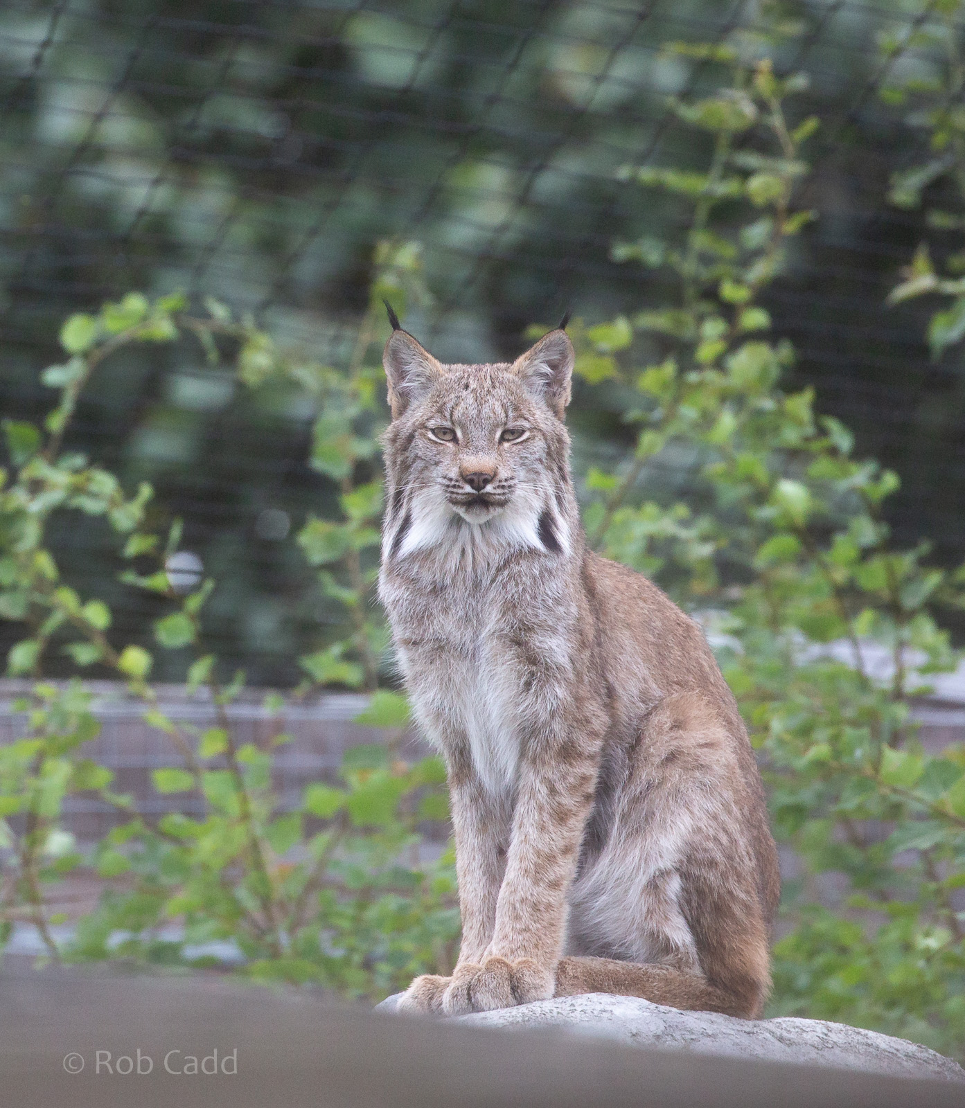 Canada lynx : Hamerton : 08 Sep 2018