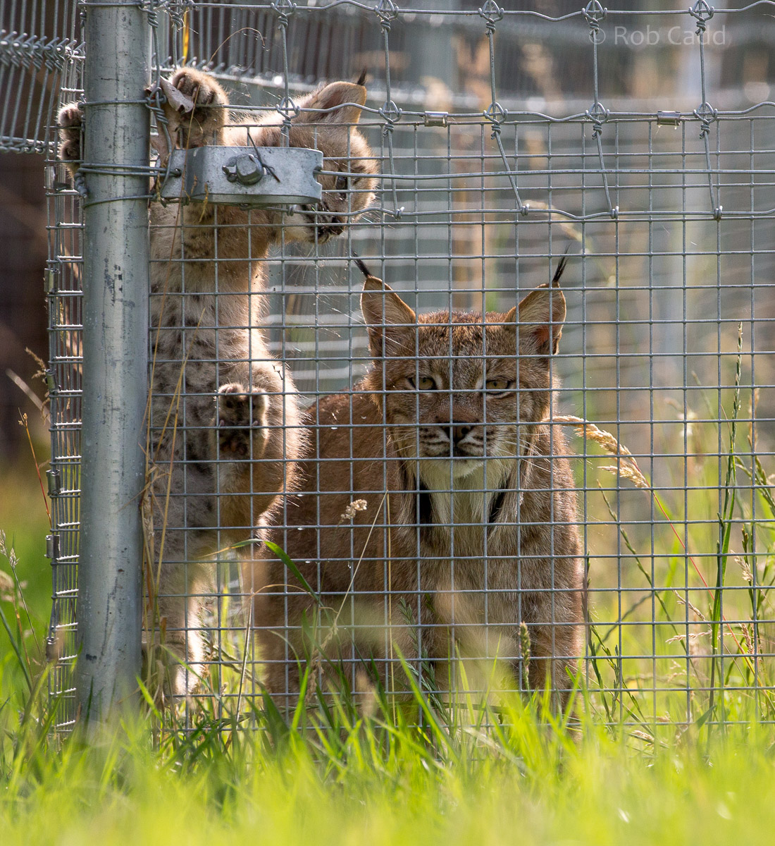 Canada lynx : Hamerton : 12 Jul 2015