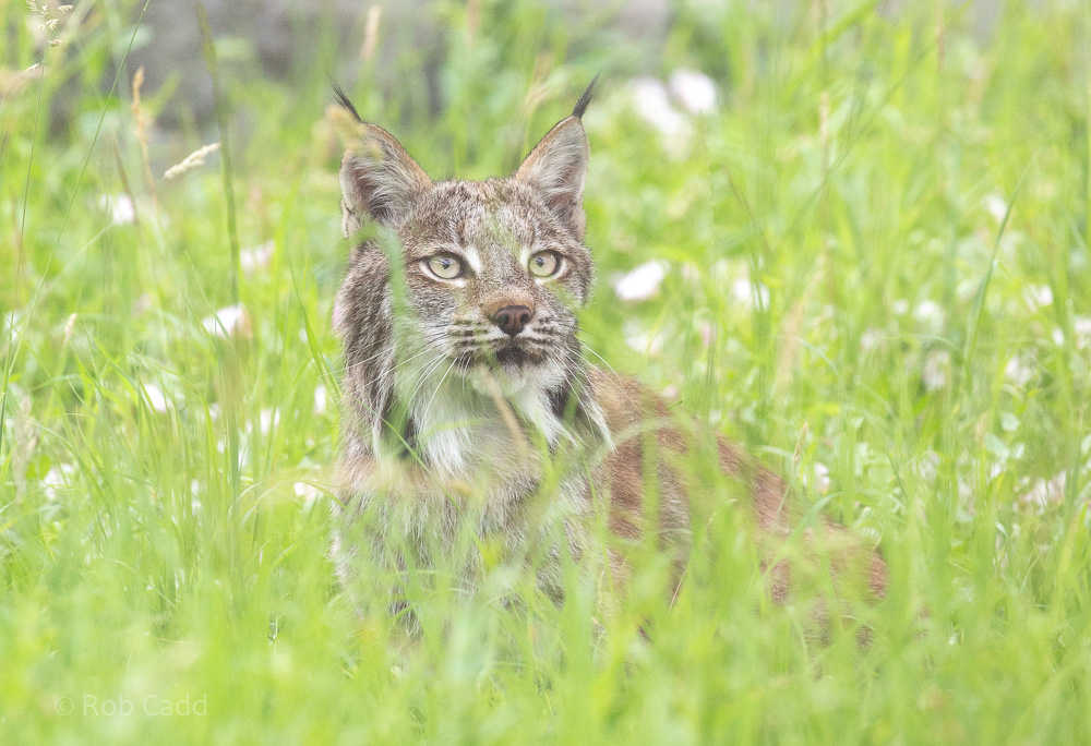 Canada lynx : Hamerton : 14 Jul 2019