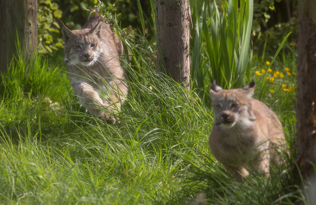 Canada lynx : Hamerton : 14 May 2017