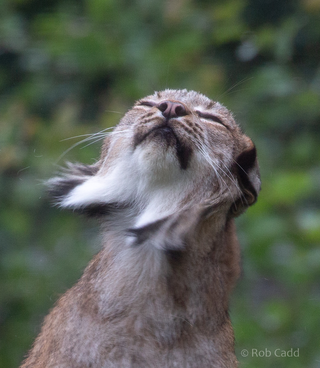 Canada lynx : Hamerton : 15 Aug 2020