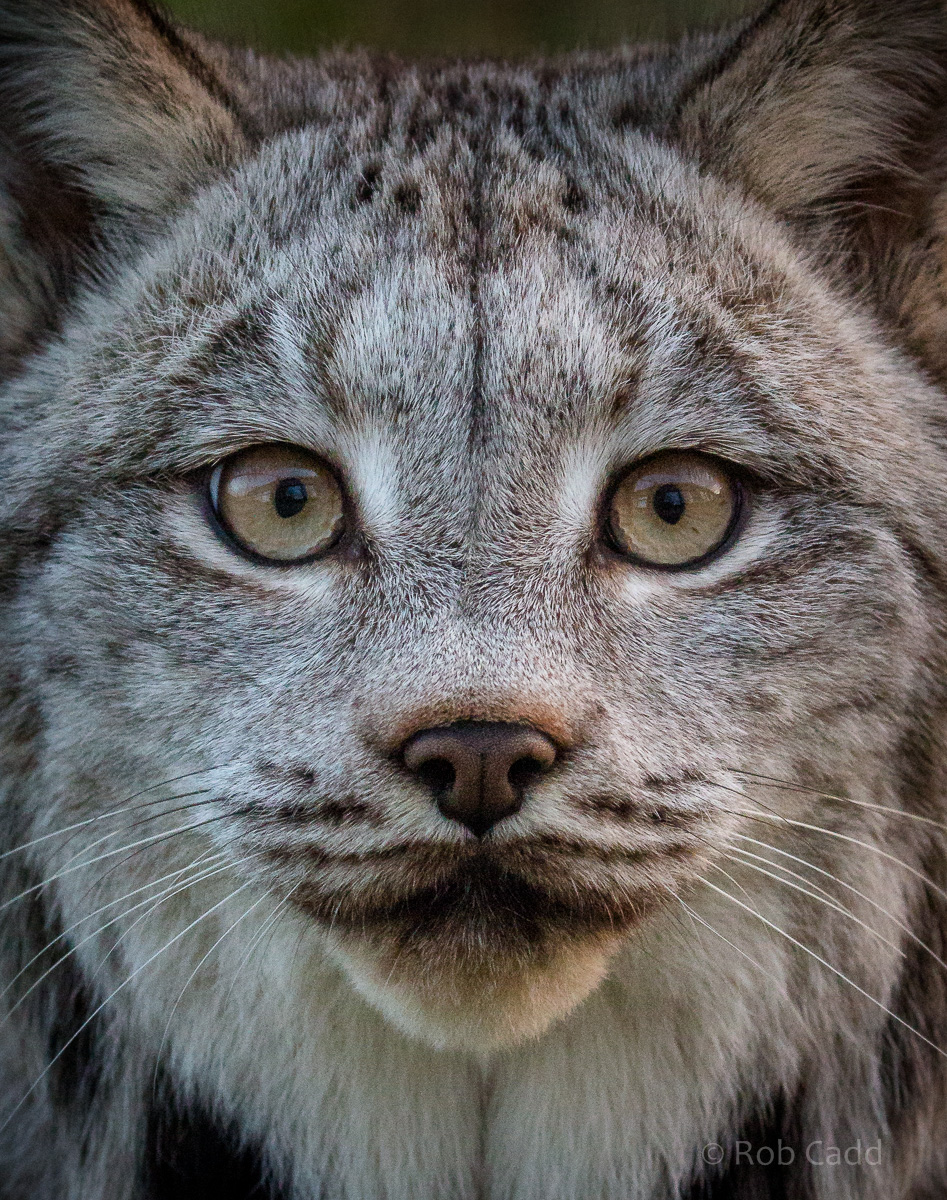 Canada lynx : Hamerton : 20 Dec 2015