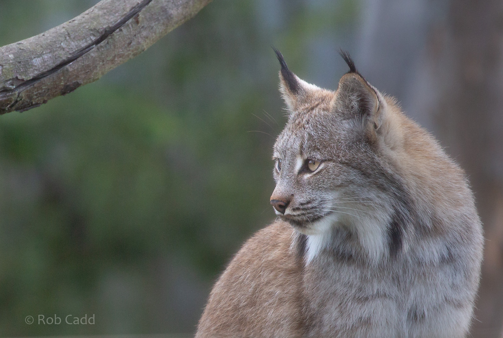 Canada lynx : Hamerton : 23 Sep 2018