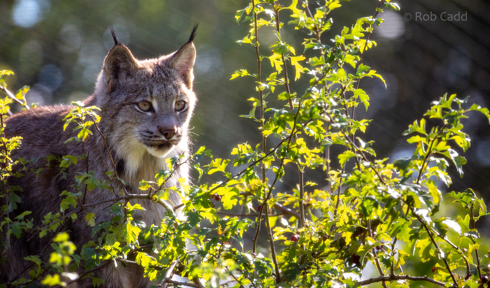 Canada lynx : Hamerton : 23 Sep 2018