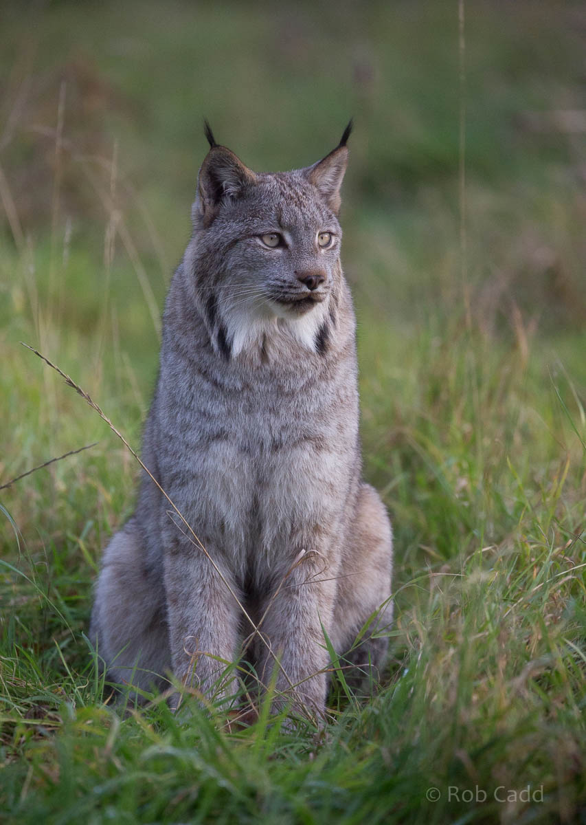 Canada lynx : Hamerton : 25 Oct 2015